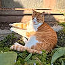 cat, orange_cat, white_cat, animal, pet, outdoor, sunlight, greenery, plants, flowers, relaxed, feline, nature, fur, tail, whiskers, resting, garden, daylight, peaceful