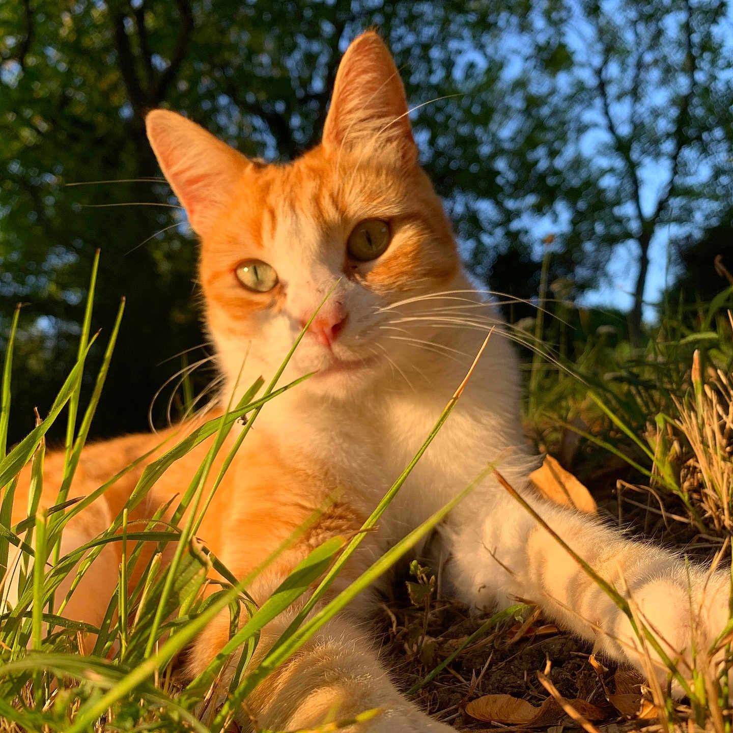 Simba