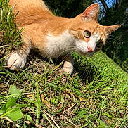 Simba a rejoint le concours — aidez-le/la à gagner de superbes lots ! cat, orange_cat, white_cat, grass, outdoor, nature, sunlight, animal, pet, curious, feline, mammal, closeup, greenery, eyes, whiskers, ears, ground, daylight, playful
