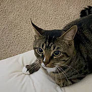 April is registered to the contest to win money with this photo: cat, tabby, pet, animal, whiskers, feline, pillow, indoor, resting, curious, ears, fur, closeup, domestic, cute, mammal, eyes, face, paws, relaxed