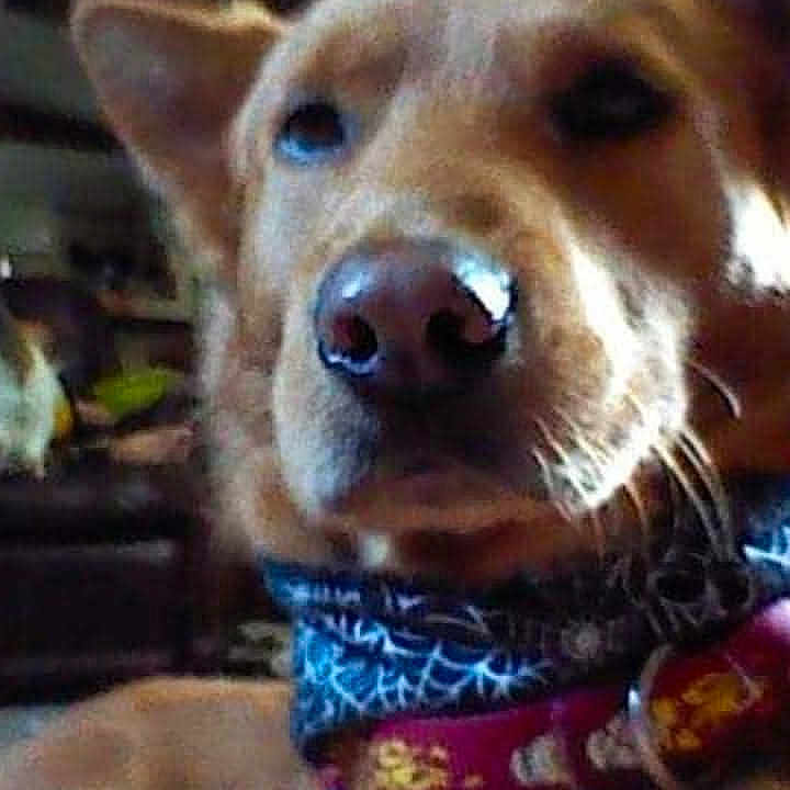 Milo James is registered to the contest to win money with this photo: animal, blurred_background, brown_dog, calm, canine, close_up, collar, dog, domestic_animal, ears, face, fur, furniture, home, indoor, looking_away, nose, pet, portrait, resting