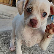 Guillermo is registered to the contest to win money with this photo: puppy, dog, white_dog, paw, cute, animal, pet, outdoor, concrete, close_up, young_dog, curious, playful, small_dog, domestic_animal, blurred_background, four_legs, fur, canine, friendly