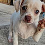 puppy, dog, white_dog, paw, cute, animal, pet, outdoor, concrete, close_up, young_dog, curious, playful, small_dog, domestic_animal, blurred_background, four_legs, fur, canine, friendly