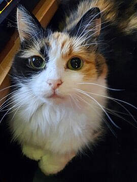 Moumoune a rejoint le concours — aidez-le/la à gagner de superbes lots ! box, carnivore, cat, domestic_short_haired_cat, eye, fawn, felidae, fur, hair, head, iris, nose, paw, sitting, small_to_medium_sized_cats, snout, tail, whiskers, window