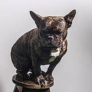 Lucky participe au concours pour gagner de l'argent avec cette photo : animal, bostonbull, boxer, bulldog, canine, dog, figurine, frenchbulldog, pet, pitbull, puppy, snout