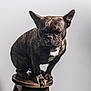 animal, bostonbull, boxer, bulldog, canine, dog, figurine, frenchbulldog, pet, pitbull, puppy, snout
