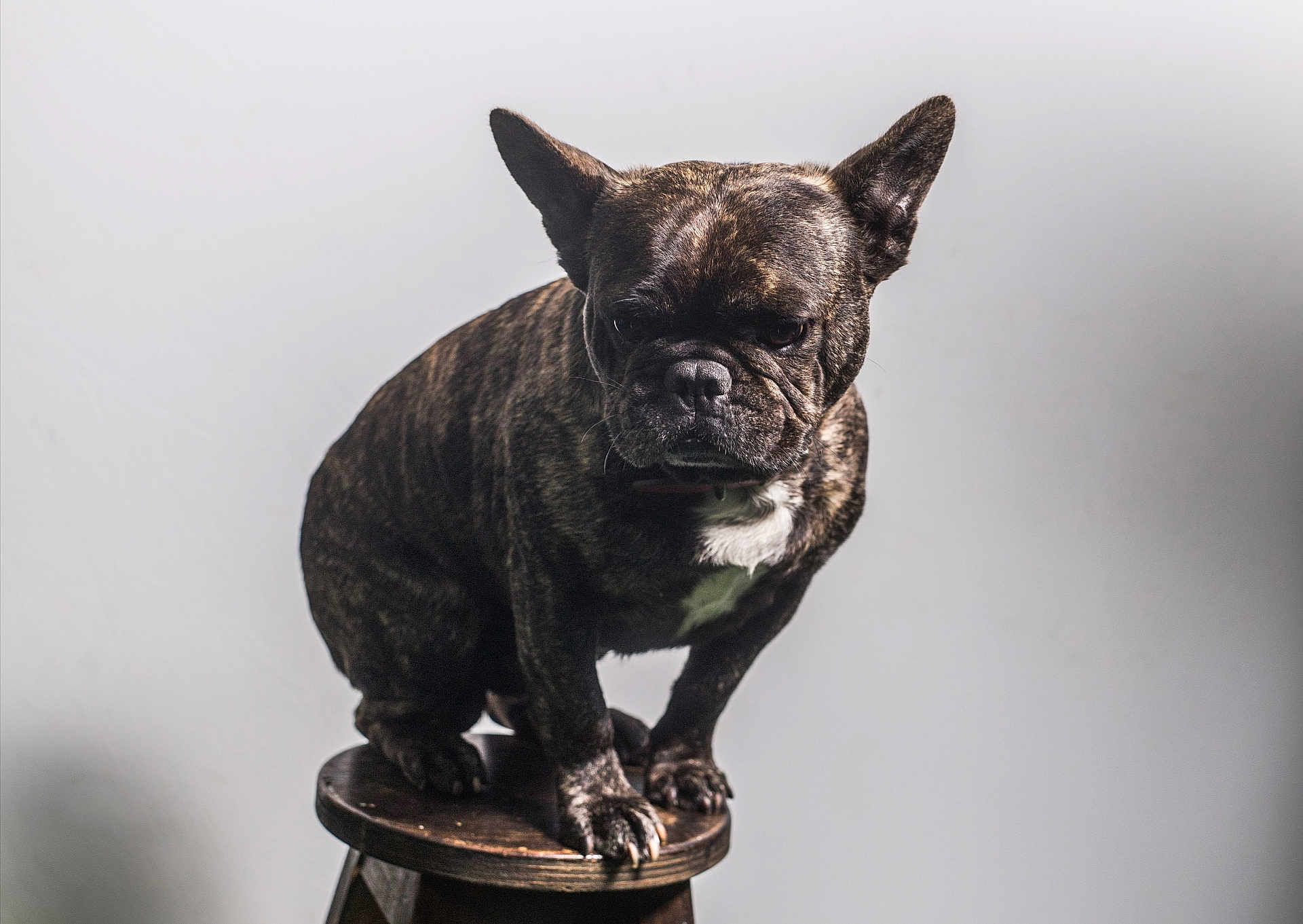 Lucky participe au concours pour gagner de l'argent avec cette photo : animal, bostonbull, boxer, bulldog, canine, dog, figurine, frenchbulldog, pet, pitbull, puppy, snout