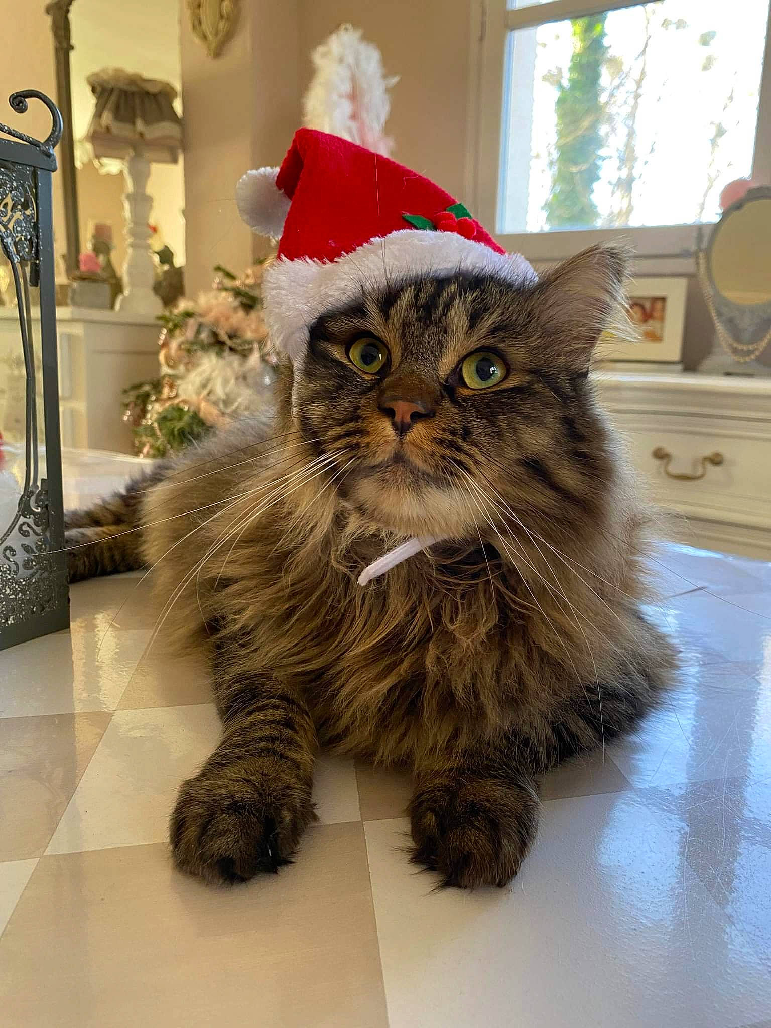 Grizou a rejoint le concours — aidez-le/la à gagner de superbes lots ! carnivore, cat, christmas, claw, domestic_short_haired_cat, event, fawn, felidae, flooring, fur, hat, holiday, paw, small_to_medium_sized_cats, snout, tail, whiskers