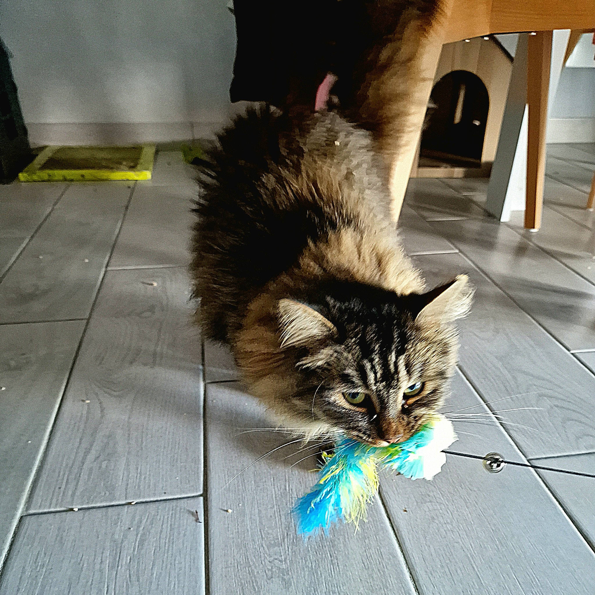 Grizou a rejoint le concours — aidez-le/la à gagner de superbes lots ! carnivore, cat, claw, domestic_short_haired_cat, eye, felidae, floor, flooring, fur, grey, hardwood, human_leg, road_surface, sidewalk, small_to_medium_sized_cats, snout, tail, whiskers, window, wood