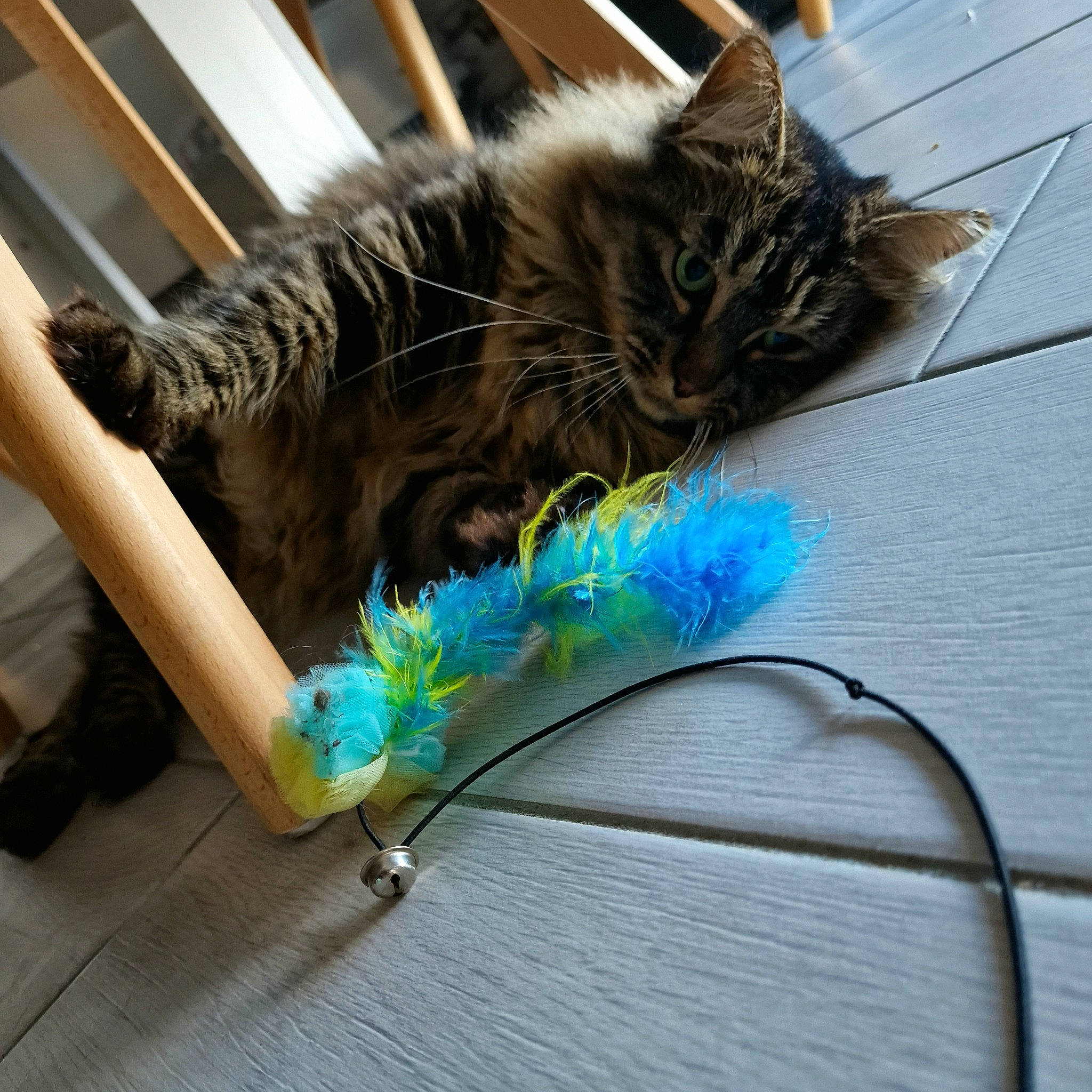 Grizou a rejoint le concours — aidez-le/la à gagner de superbes lots ! carnivore, cat, claw, comfort, domestic_short_haired_cat, electric_blue, fashion_accessory, feather, felidae, foot, fur, grass, natural_material, paw, plant, small_to_medium_sized_cats, tail, vertebrate, whiskers