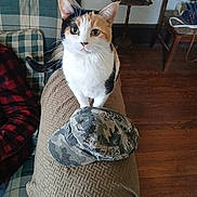 Gabby joined the competition — help win amazing prizes! cat, calico_cat, indoor, couch, plaid_pattern, blanket, hat, camouflage, wooden_floor, table, flowers, vase, chair, bag, living_room, pet, fur, curious, seated, cozy