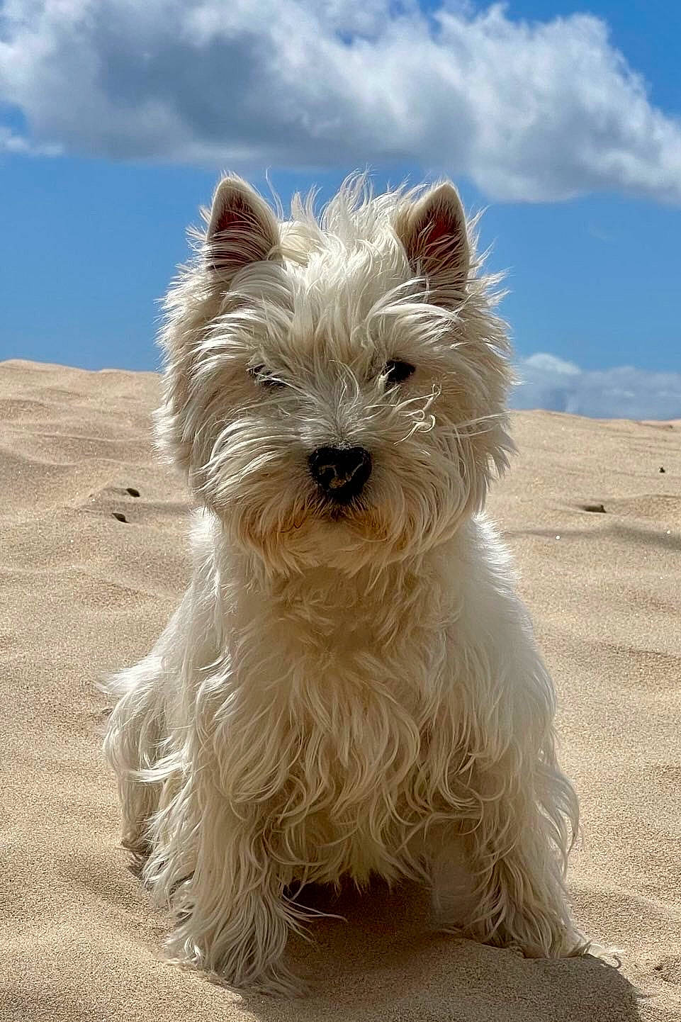 Archie a rejoint le concours — aidez-le/la à gagner de superbes lots ! canidae, carnivore, cloud, collar, companion_dog, dog, dog_breed, dog_supply, fur, sky, small_terrier, snout, sporting_group, terrestrial_animal, terrier, toy_dog, working_terrier, yorkshire_terrier