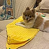 afghan, brown_and_white, couch, cozy, crochet, cute, dog, eyes, face, fur, indoor, knitting, nose, pet, pillow, pomeranian, small_dog, sofa, textured_bedspread, yellow_blanket