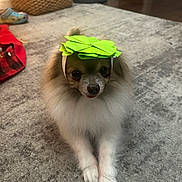 Maxx is registered to the contest to win money with this photo: dog, pomeranian, small_dog, paper_hat, green_hat, carpet, paws, fur, pet, indoor, toy, crocs_shoe, basket, lamp, doorway, hardwood_floor, portrait, looking_at_camera, cute, muzzle