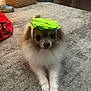 dog, pomeranian, small_dog, paper_hat, green_hat, carpet, paws, fur, pet, indoor, toy, crocs_shoe, basket, lamp, doorway, hardwood_floor, portrait, looking_at_camera, cute, muzzle