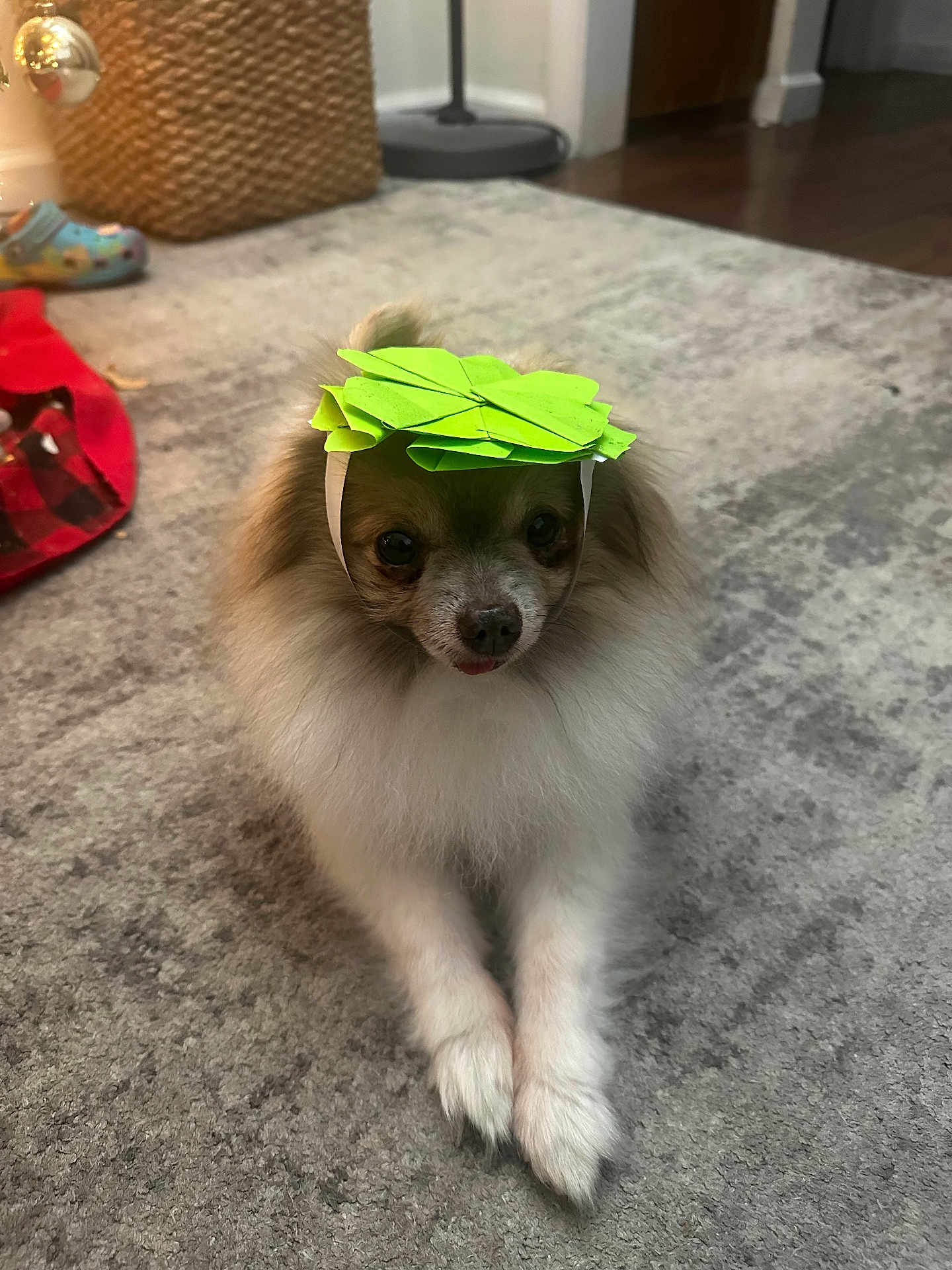 Maxx is registered to the contest to win money with this photo: dog, pomeranian, small_dog, paper_hat, green_hat, carpet, paws, fur, pet, indoor, toy, crocs_shoe, basket, lamp, doorway, hardwood_floor, portrait, looking_at_camera, cute, muzzle