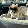 Maxx is registered to the contest to win money with this photo: accessory, car_interior, collar, cozy, cute, daytime, dog, dog_bed, fluffy, goggles, pet, pomeranian, portrait, road, seat, small_dog, sunglasses, sunlight, travel, window