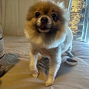 Maxx joined the competition — help win amazing prizes! bed, blanket, bottle, closeup, curtain, cute, dog, eyes, face, food_bowl, fur, furry, indoor, nose, pet, pomeranian, small_dog, standing, tongue_out, window