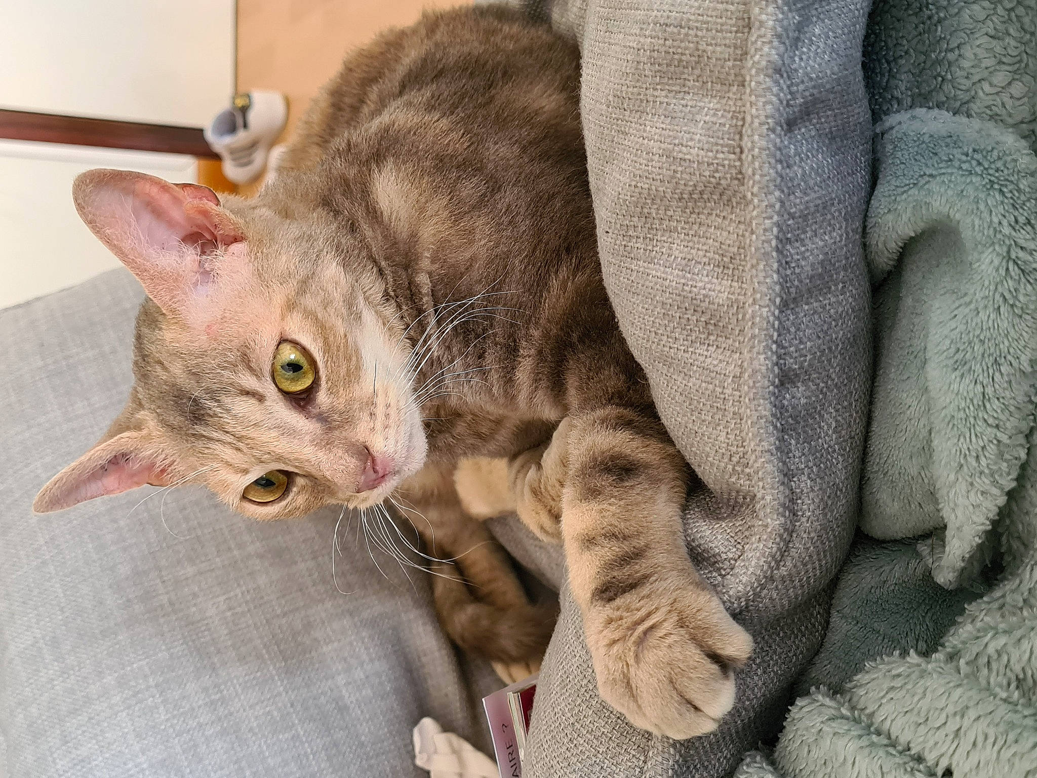 Félicie a rejoint le concours — aidez-le/la à gagner de superbes lots ! asian, australian_mist, carnivore, cat, devon_rex, domestic_short_haired_cat, dragon_li, european_shorthair, fawn, felidae, german_rex, kitten, mammal, rex_cat, singapura, small_to_medium_sized_cats, snout, tabby_cat, vertebrate, whiskers
