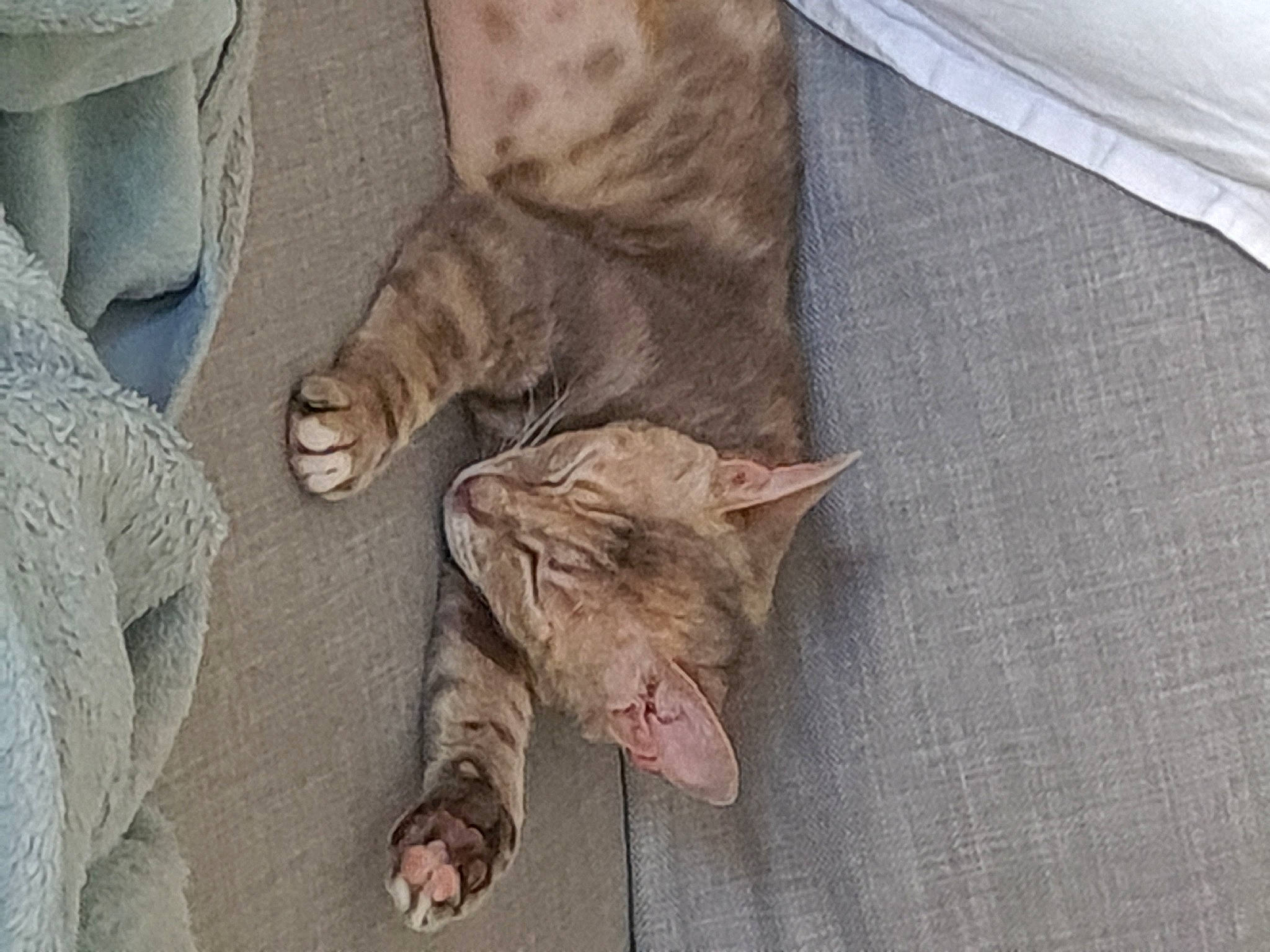 Félicie a rejoint le concours — aidez-le/la à gagner de superbes lots ! carnivore, cat, comfort, domestic_short_haired_cat, dragon_li, european_shorthair, fawn, felidae, fur, kitten, nap, ocicat, paw, pixie_bob, polydactyl_cat, skin, sleep, small_to_medium_sized_cats, tabby_cat, whiskers