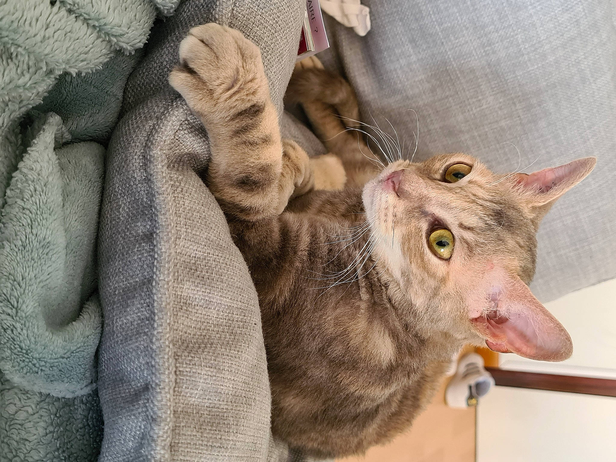 Félicie participe au concours pour gagner de l'argent avec cette photo : asian, carnivore, cat, chausie, domestic_short_haired_cat, ear, european_shorthair, fawn, felidae, german_rex, kitten, mammal, oriental_shorthair, rex_cat, small_to_medium_sized_cats, snout, tabby_cat, ukrainian_levkoy, vertebrate, whiskers