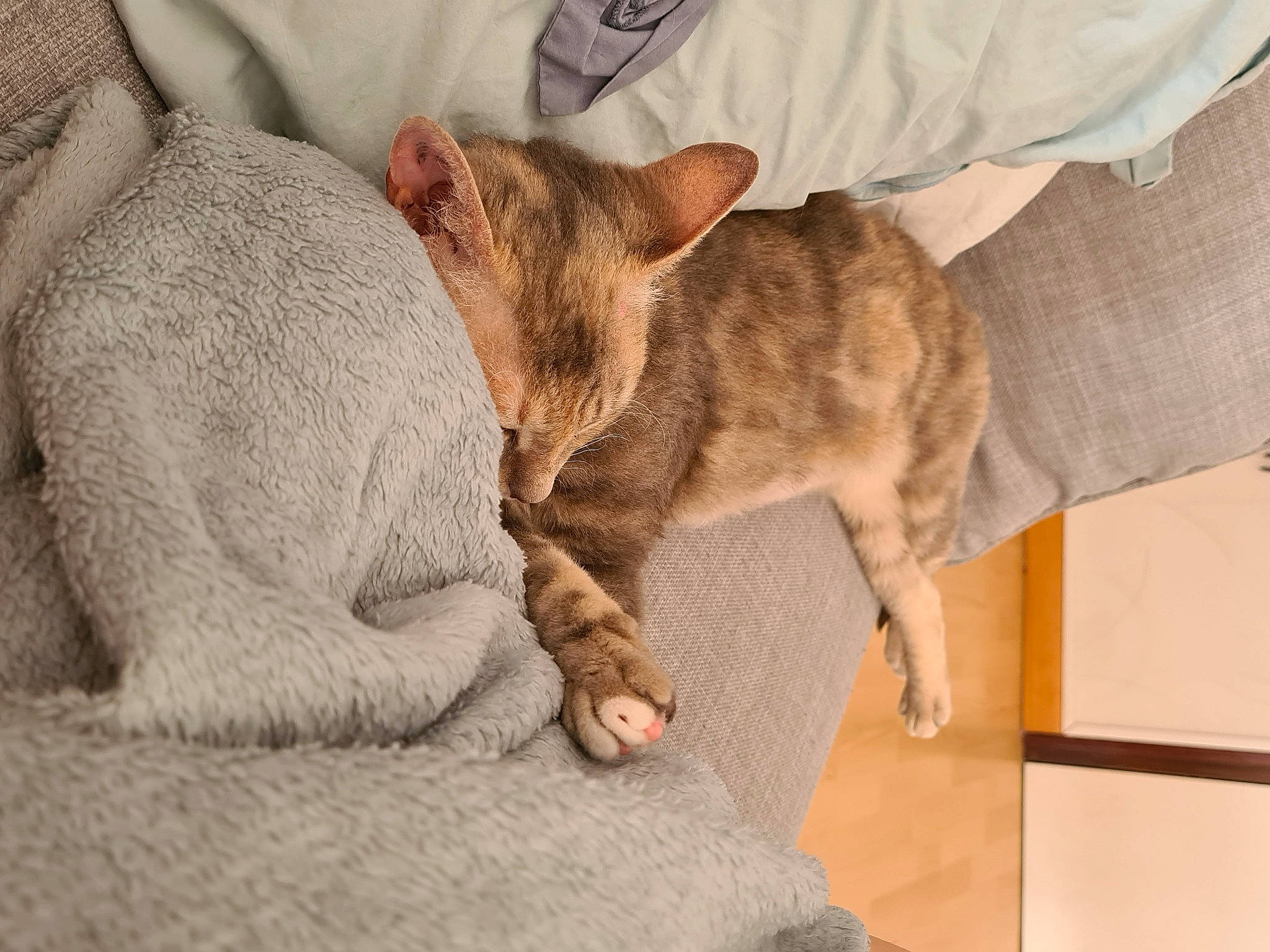 Félicie a rejoint le concours — aidez-le/la à gagner de superbes lots ! asian, carnivore, cat, cornish_rex, devon_rex, domestic_short_haired_cat, ear, european_shorthair, fawn, felidae, kitten, mammal, oriental_shorthair, paw, rex_cat, singapura, small_to_medium_sized_cats, snout, vertebrate, whiskers