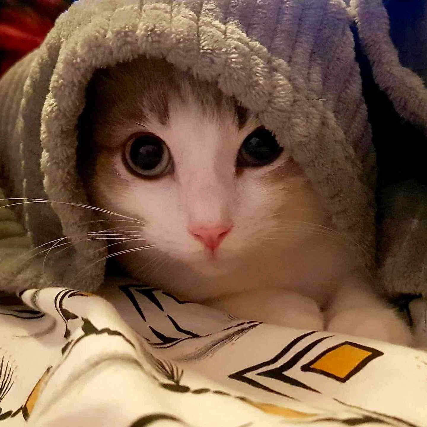 Pito a rejoint le concours — aidez-le/la à gagner de superbes lots ! abyssinian, angora, animal, baby, blanket, cat, clothing, face, hat, head, kitten, laundry, manx, person, pet, photography, portrait, quilt, siamese, towel