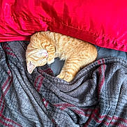 Sunkiss joined the competition — help win amazing prizes! animal, bed, blanket, cat, cozy, cute, domestic_cat, feline, fur, ginger_cat, indoor, kitten, nap, pet, red_pillow, relaxed, resting, sleeping, soft_texture, striped_blanket