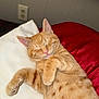 animal, bed, blanket, cat, cozy, cute, domestic_animal, ears, feline, fur, indoor, mammal, nap, orange_tabby, pet, pillow, relaxed, resting, sleeping, whiskers