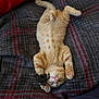 Sunkiss is registered to the contest to win money with this photo: animal, blanket, cat, claws, cozy, cute, fur, indoor, lying_down, orange_tabby, paws, pet, pink_nose, plaid, playful, relaxed, resting, toy, upside_down, whiskers