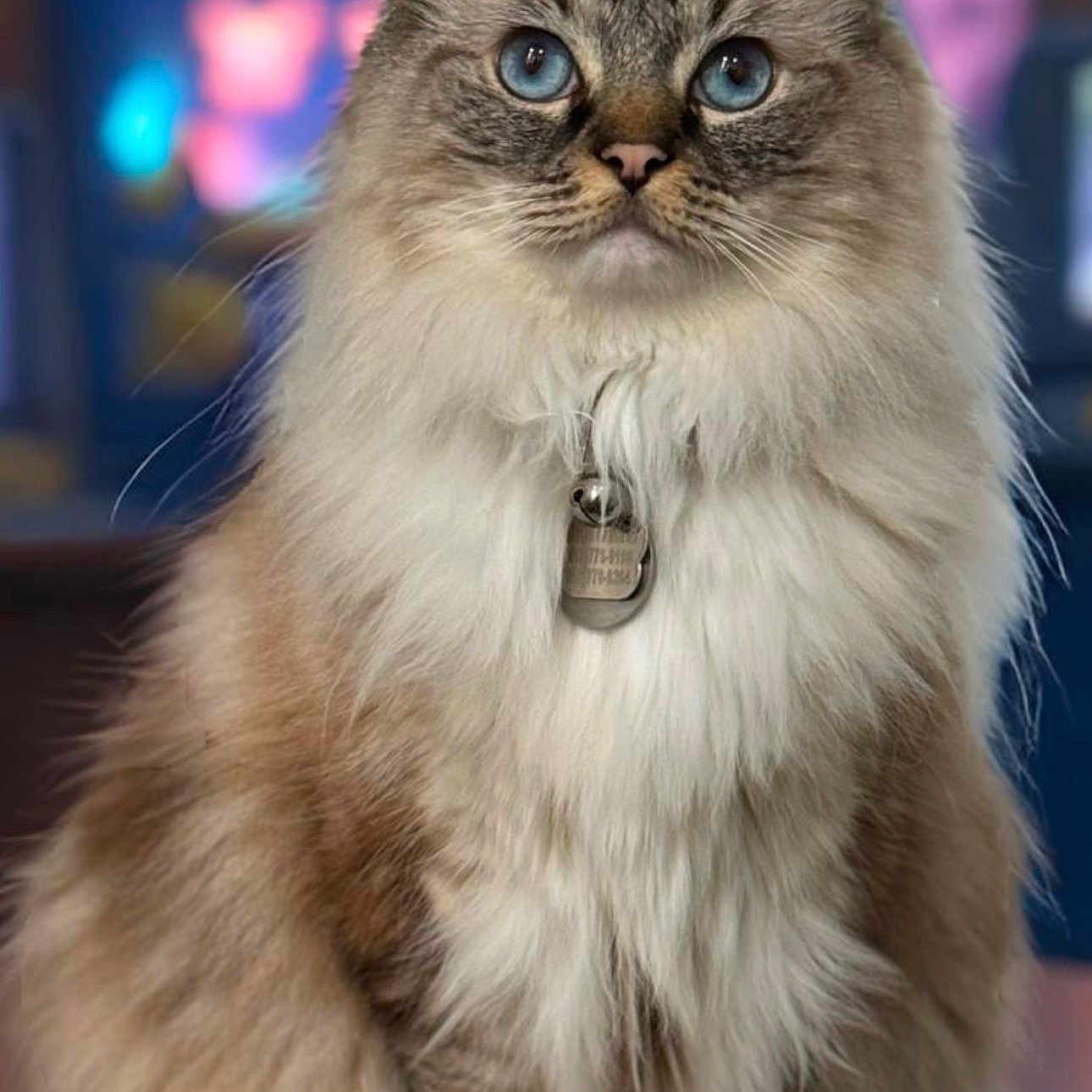 Salomè joined the competition — help win amazing prizes! abyssinian, accessories, angora, animal, cat, collar, computerhardware, egyptiancat, electronics, formalwear, hardware, kitten, manx, monitor, pet, screen, siamese, snout, tie, tv