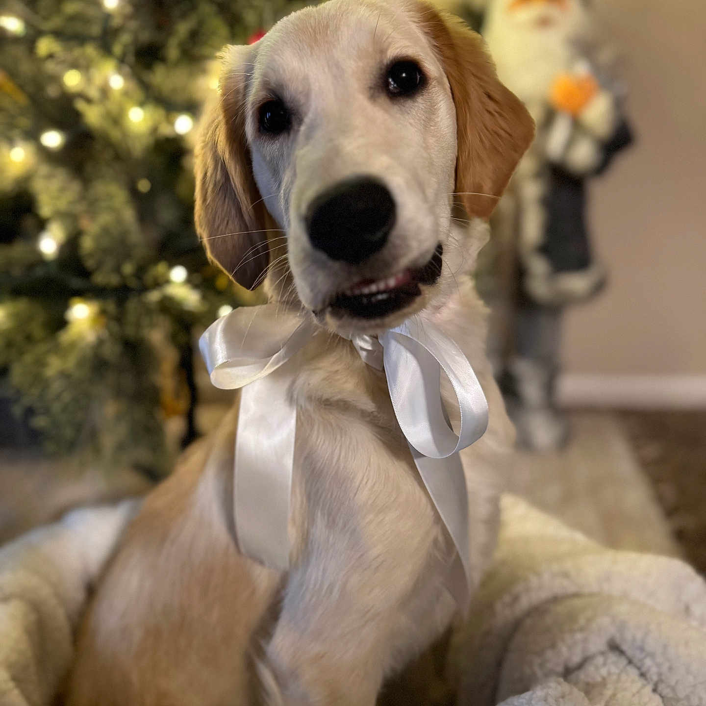 Bandit is registered to the contest to win money with this photo: animal, beagle, boy, canine, child, couch, dog, face, goldenretriever, head, hound, labradorretriever, male, nature, outdoors, person, pet, puppy, snow, whitedog