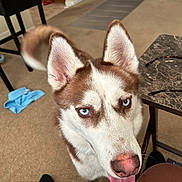 Jayden is registered to the contest to win money with this photo: dog, siberian_husky, blue_eyes, tongue_out, indoor, carpet, furniture, table, glasses, pet, canine, animal, closeup, mammal, ears, nose, tail, friendly, brown_and_white, house