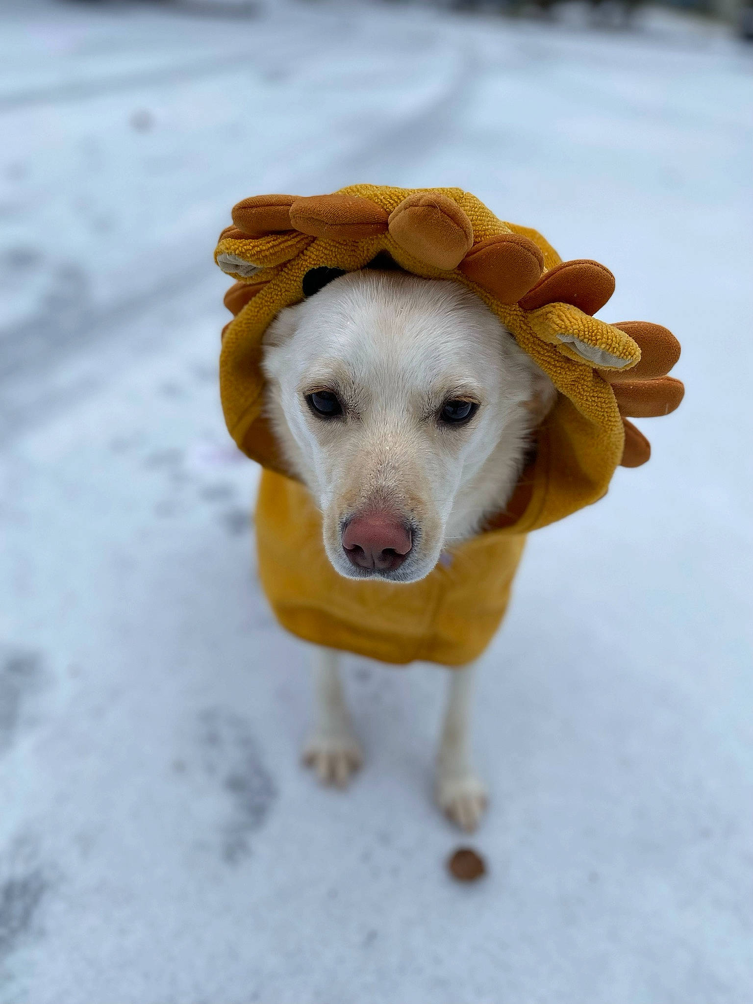 Nyla joined the competition — help win amazing prizes! ball, canidae, carnivore, companion_dog, dog, dog_breed, dog_clothes, dog_supply, fashion_accessory, fawn, freezing, fur, pet_supply, retriever, snout, snow, sporting_group, whiskers, winter, working_animal