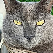 Cesar a rejoint le concours — aidez-le/la à gagner de superbes lots ! abyssinian, animal, basket, blackcat, cat, kitten, manx, pet, siamese