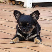 Joy participe au concours pour gagner de l'argent avec cette photo :