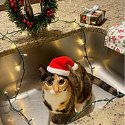 Chloe is registered to the contest to win money with this photo: cat, calico_cat, santa_hat, kitchen_sink, christmas_lights, christmas_wreath, gift_box, holiday_decor, christmas_tree, countertop, festive, indoor, pet, cute, animal, domestic_cat, decorations, lighting, holiday_season, christmas_towel