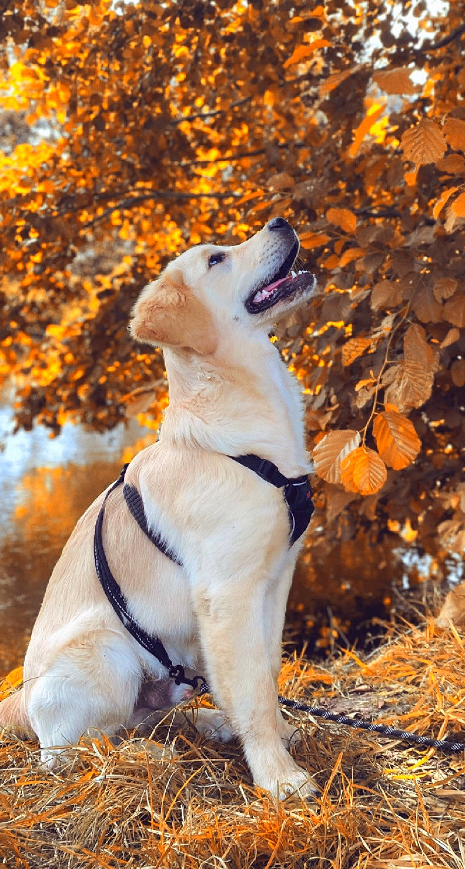 Sköll a rejoint le concours — aidez-le/la à gagner de superbes lots ! carnivore, collar, companion_dog, dog, dog_breed, dog_collar, fawn, fur, grass, guard_dog, leash, people_in_nature, plant, retriever, sporting_group, sunlight, tail, tree, water, winter