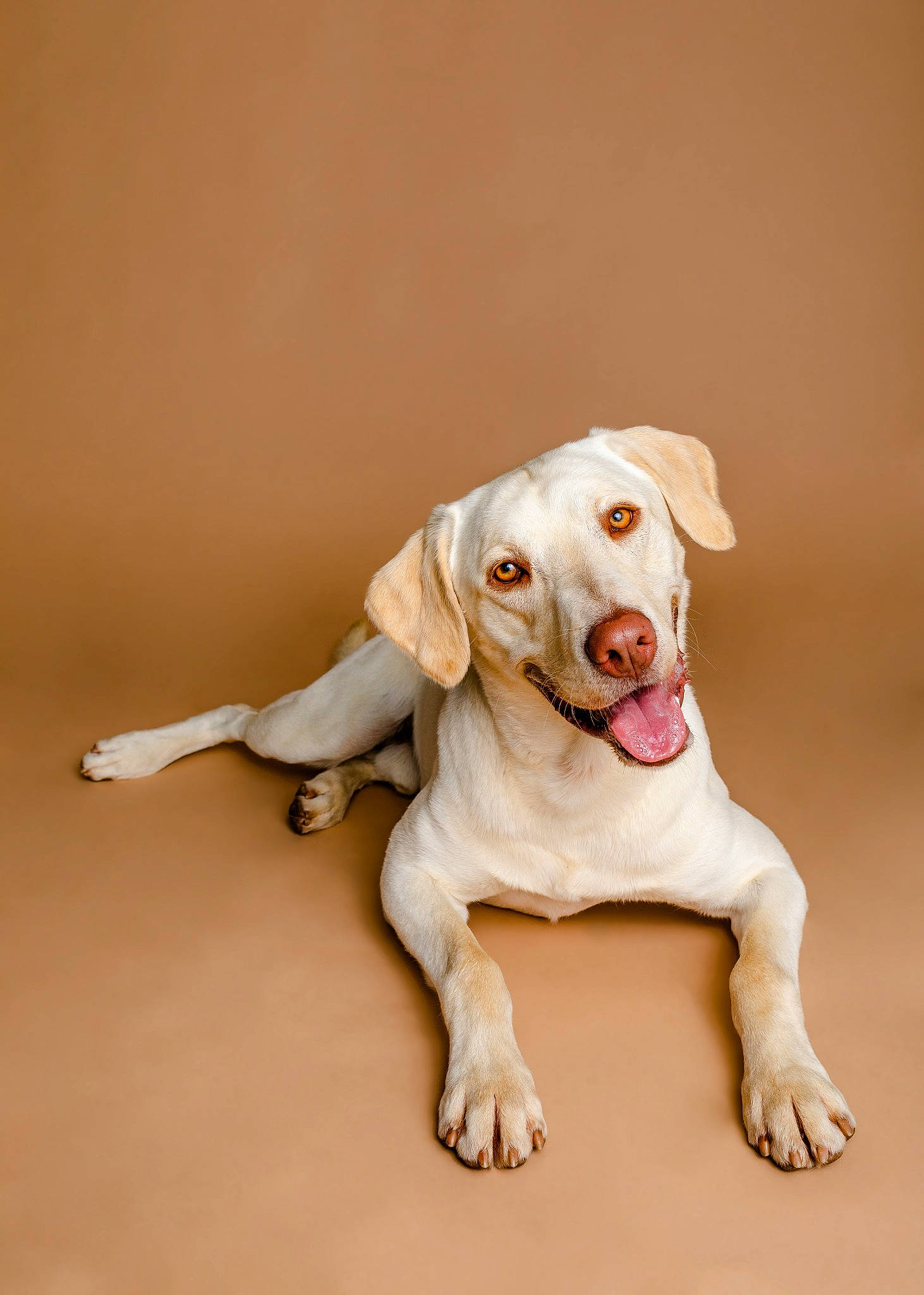 Archie joined the competition — help win amazing prizes! canidae, carnivore, collar, companion_dog, dog, dog_breed, dog_collar, dog_supply, eye, fawn, happy, jaw, paw, pet_supply, puppy, snout, sporting_group, tail, wood, working_animal