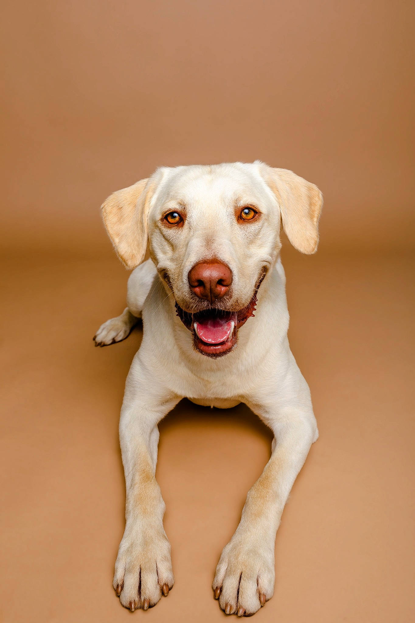 Archie joined the competition — help win amazing prizes! canidae, carnivore, circle, companion_dog, dog, dog_breed, ear, fawn, fur, happy, paw, pet_supply, portrait_photography, retriever, snout, sporting_group, terrestrial_animal, whiskers, wood, working_animal