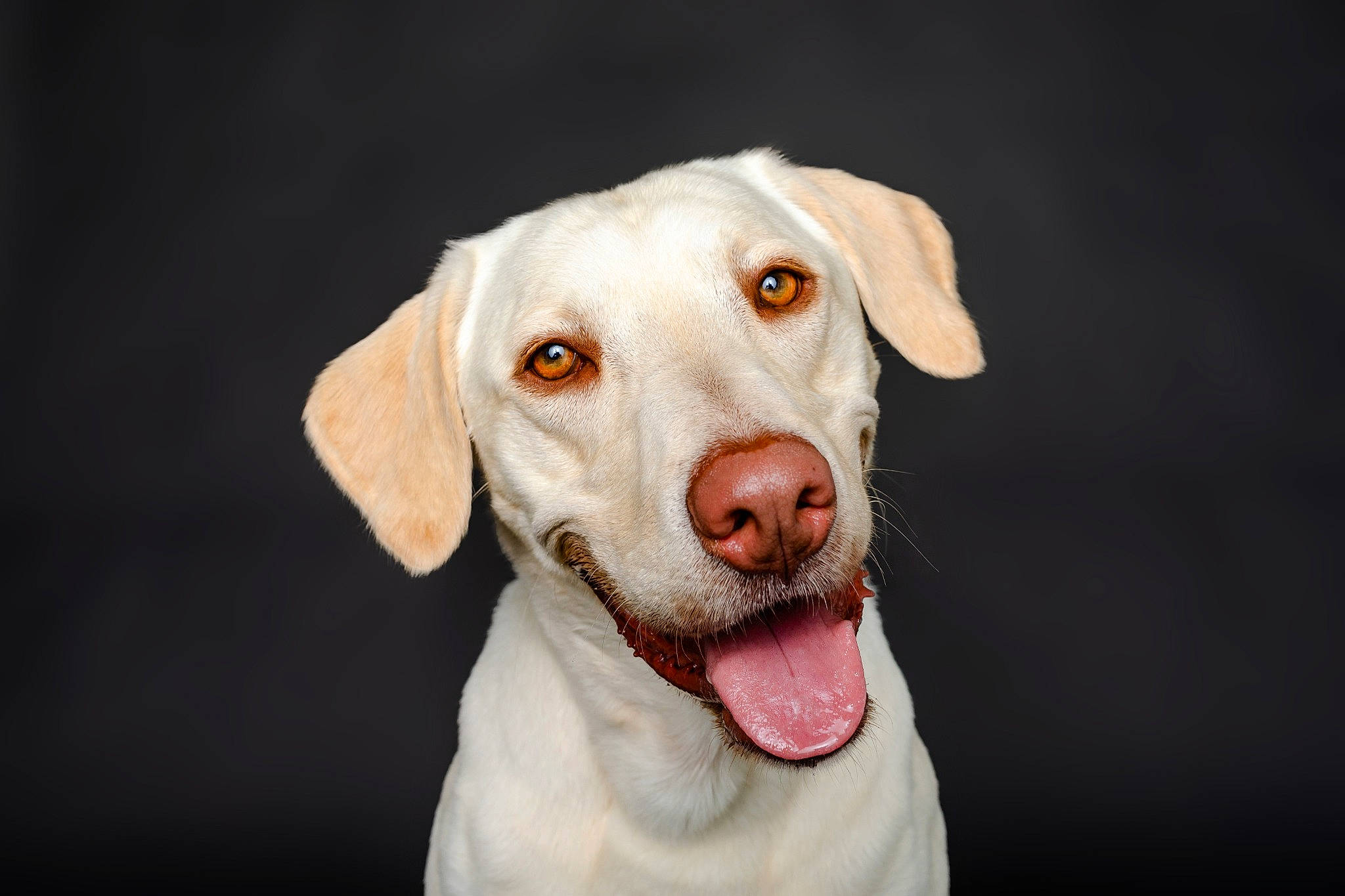 Archie joined the competition — help win amazing prizes! canidae, carnivore, circle, close_up, companion_dog, dog, dog_breed, dog_collar, ear, fawn, flash_photography, fur, hunting_dog, jaw, liver, snout, sporting_group, whiskers, working_animal