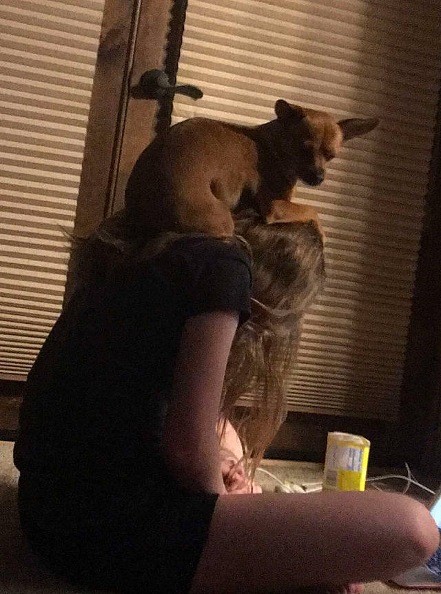 Toast is registered to the contest to win money with this photo: carnivore, cat, ear, felidae, small_to_medium_sized_cats, whiskers, window