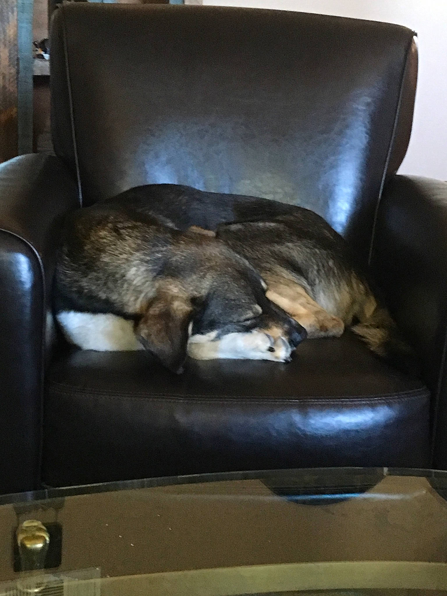 Samba joined the competition — help win amazing prizes! canidae, carnivore, chair, comfort, couch, fur, furniture, room