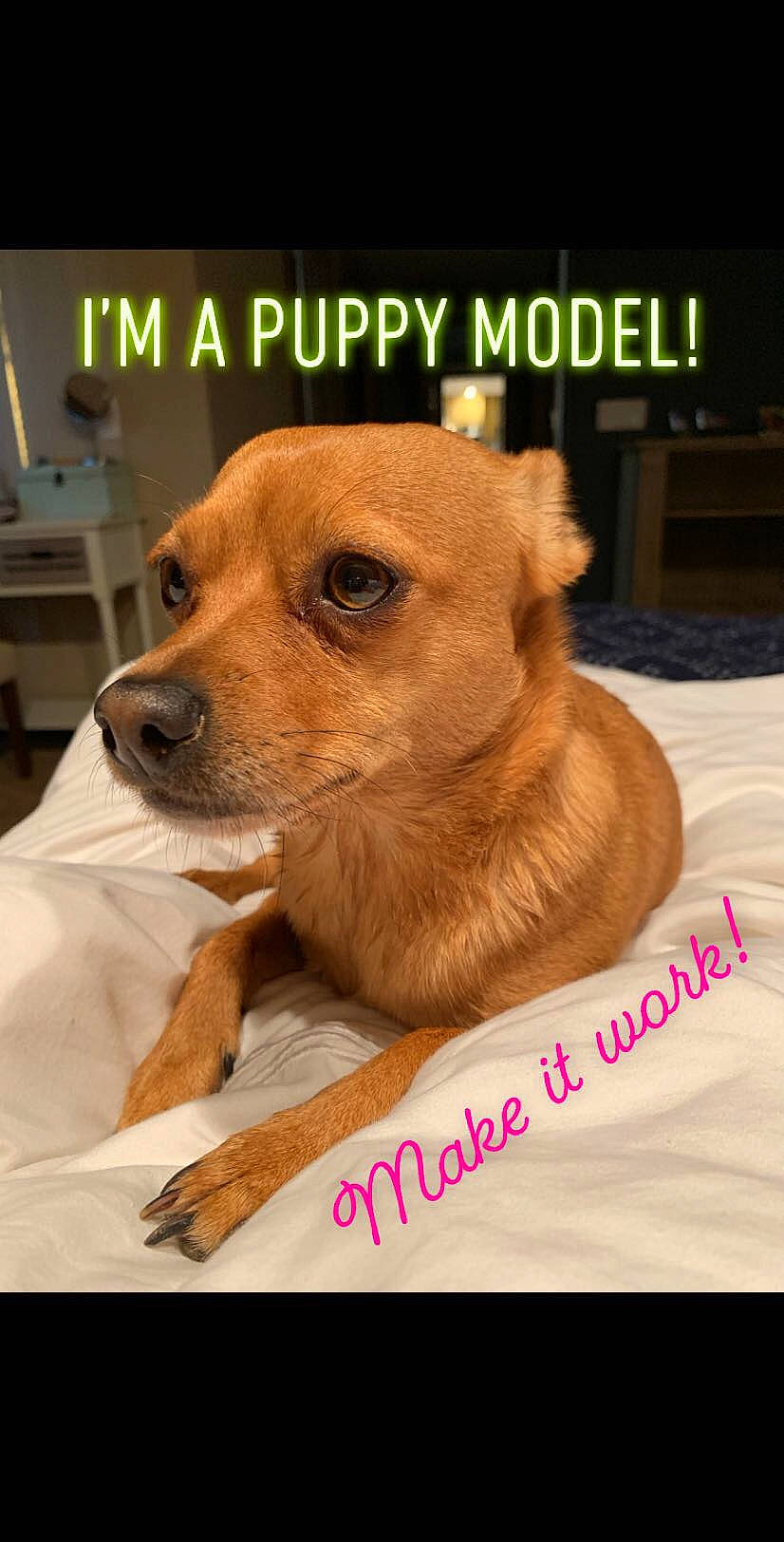 Moxie is registered to the contest to win money with this photo: austrian_pinscher, canidae, carnivore, chihuahua, companion_dog, dog, dog_breed, fawn, font, mammal, paw, photo_caption, photography, potcake_dog, puppy, puppy_love, rare_breed_dog, snout, street_dog, vertebrate