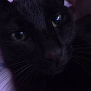 Panther is registered to the contest to win money with this photo: cat, black_cat, close_up, whiskers, eyes, pet, animal, feline, face, portrait, indoor, dark, purple_background, curious, soft_light, mystery, fur, close, nose