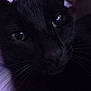 cat, black_cat, close_up, whiskers, eyes, pet, animal, feline, face, portrait, indoor, dark, purple_background, curious, soft_light, mystery, fur, close, nose