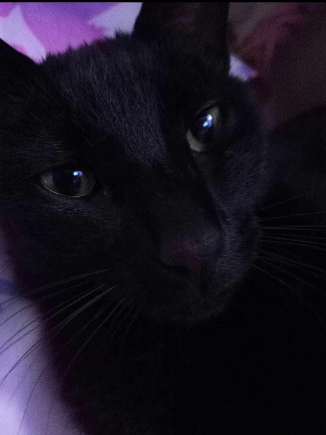 Panther