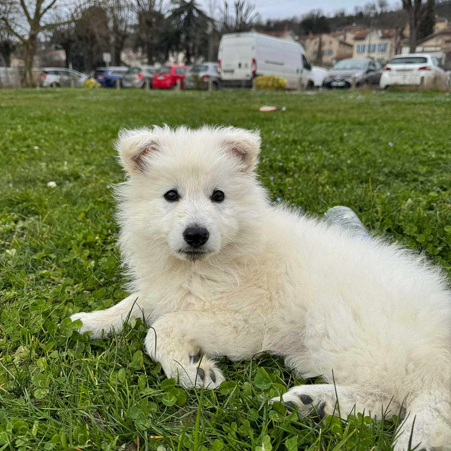 Ava