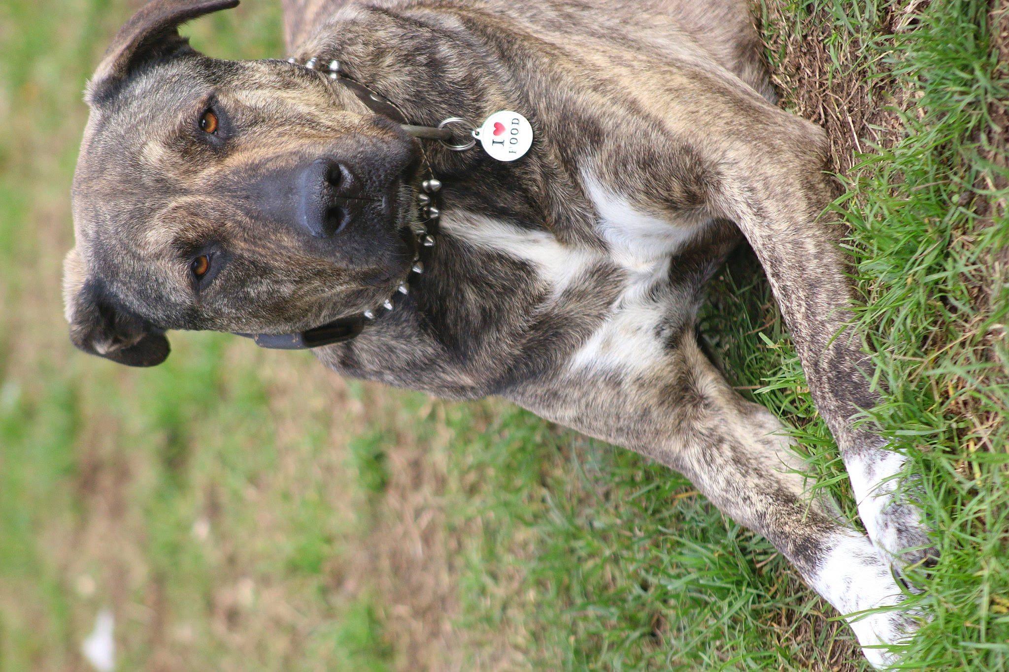 Neïji participe au concours pour gagner de l'argent avec cette photo : alaunt, canidae, carnivore, cimarron_uruguayo, dog, dog_breed, greyhound, mammal, perro_de_presa_canario, snout, sporting_group, vertebrate