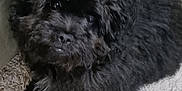 Astro is registered to the contest to win money with this photo: affenpinscher, animal, canine, dog, pet, poodle, puppy, terrier